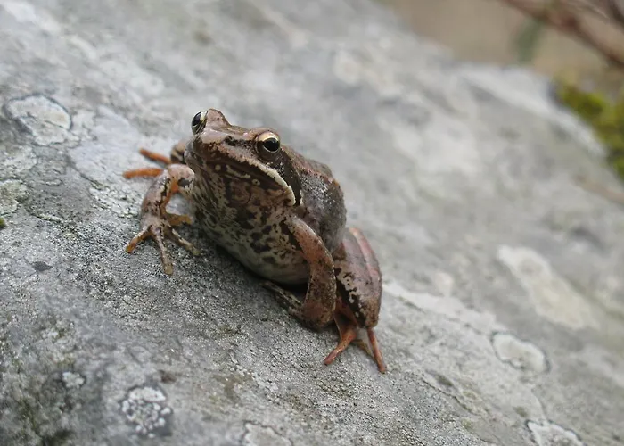 宾馆 Casa Do Neveiro